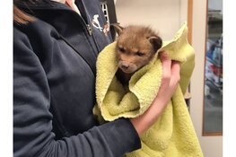 Vossenweesje langs de A12