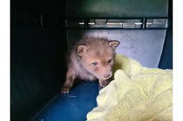 Vossenweesje langs de A12