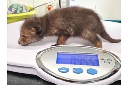 Vossenweesje langs de A12