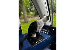 Kat Keesie stapt op tram 3