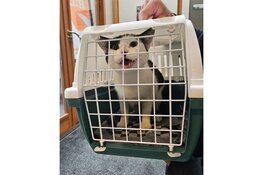 Kat Keesie stapt op tram 3