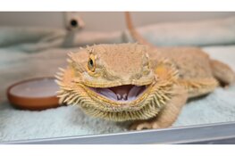 Baardagame en toerako zoeken hun eigenaren