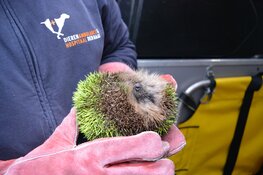 Fluoriserend gele egel gevonden