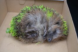 Fluoriserend gele egel gevonden