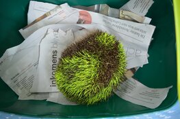 Fluoriserend gele egel gevonden