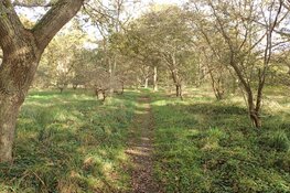 Scheveningen – Een nieuw jaar, een nieuw begin en ga de uitdaging aan door 10, 15 of 25 km te lopen