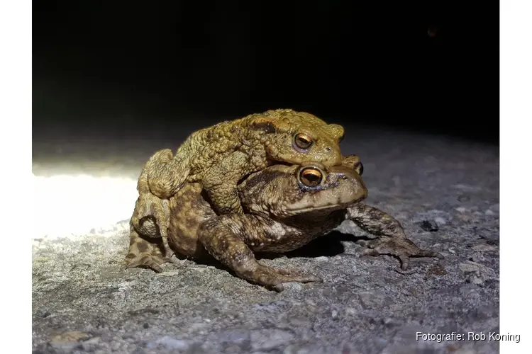 Dierenbescherming zoekt paddenoverzetters in Den Haag
