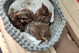Dierenambulance Den Haag heeft handen vol aan jonge vogels