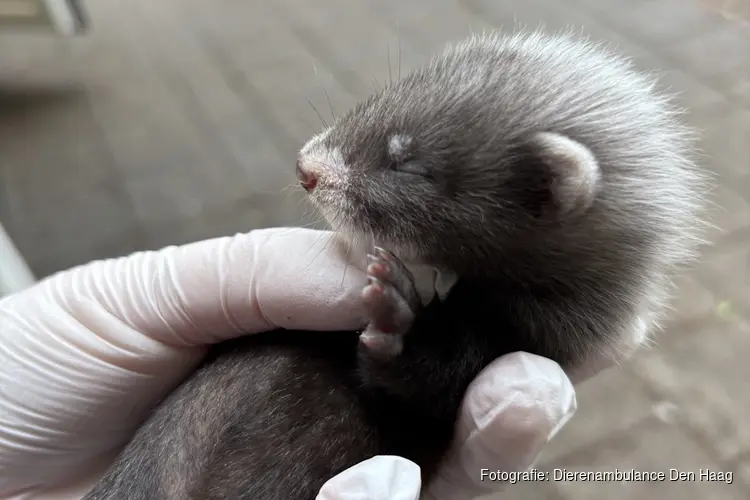 Verweesde baby-bunzing gevonden