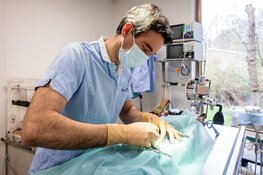 Dierenambulance Den Haag: 'Daarom móet je je kat laten helpen!'