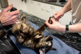 Dierenambulance Den Haag: 'Daarom móet je je kat laten helpen!'