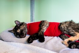 Dierenambulance Den Haag: 'Daarom móet je je kat laten helpen!'