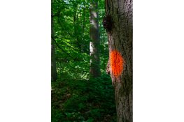 Werken aan een robuust Haagse Bos - Stip voor stip naar soortenrijker bos