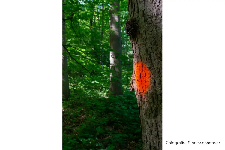 Werken aan een robuust Haagse Bos - Stip voor stip naar soortenrijker bos