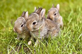 Gratis lessen over dieren verzorgen voor basisscholen