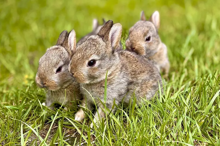 Gratis lessen over dieren verzorgen voor basisscholen
