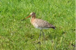 De Zuidpolder is ingericht: een belangrijk leefgebied voor weidevogels