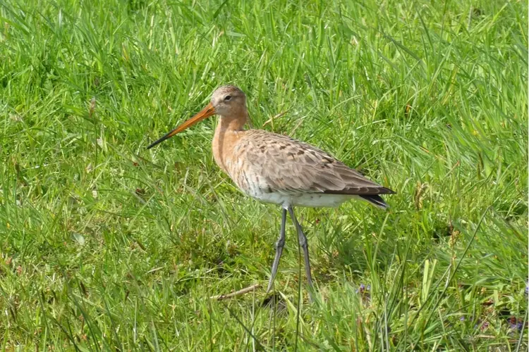 De Zuidpolder is ingericht: een belangrijk leefgebied voor weidevogels