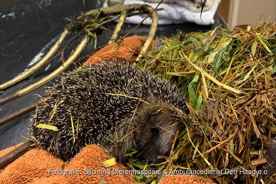Beschermde diersoort loopt risico bij herfstklusjes