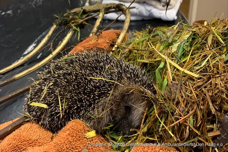 Beschermde diersoort loopt risico bij herfstklusjes