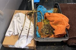 Beschermde diersoort loopt risico bij herfstklusjes