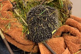 Beschermde diersoort loopt risico bij herfstklusjes