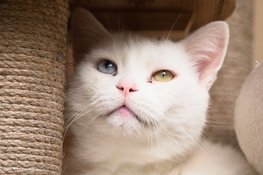 Wie helpt de katten van Dierenhospitaal Den Haag aan een mandje voor kerst?