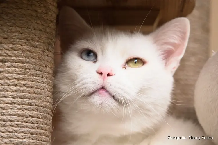 Wie helpt de katten van Dierenhospitaal Den Haag aan een mandje voor kerst?