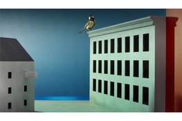 Modern Birds;  Een openlucht tentoonstelling in het Museumkwartier