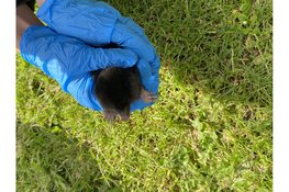 Dierenambulance Den Haag: "Mol verdient meer waardering