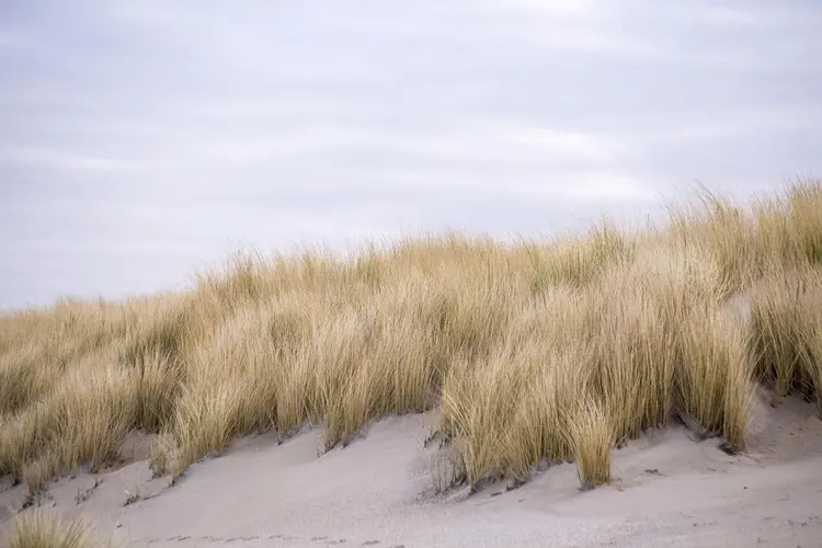 Kijkduin heeft een strandtent met vrij zeezicht en plek voor 800 gasten