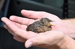 Jonge vogels zorgen voor drukte bij Dierenambulance Den Haag