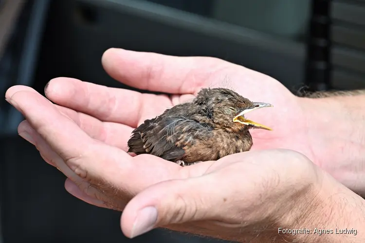 Jonge vogels zorgen voor drukte bij Dierenambulance Den Haag