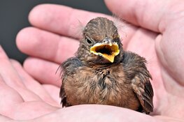 Jonge vogels zorgen voor drukte bij Dierenambulance Den Haag