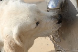 Dierenambulance Den Haag: "Warm weer vraagt om extra aandacht voor huisdieren"