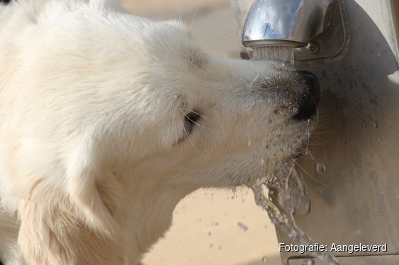 Dierenambulance Den Haag: "Warm weer vraagt om extra aandacht voor huisdieren"