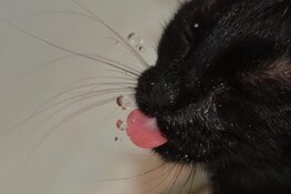 Dierenambulance Den Haag: "Warm weer vraagt om extra aandacht voor huisdieren"