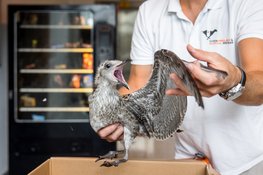 Jonge-meeuwenseizoen eerder van start dan in vorige jaren