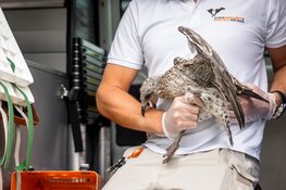 Jonge-meeuwenseizoen eerder van start dan in vorige jaren