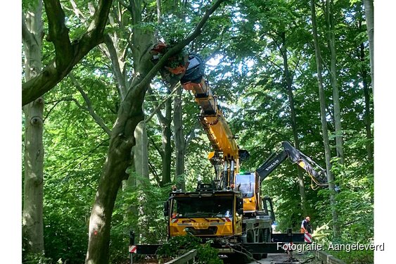 Boswerk Haagse Bos gaat van start